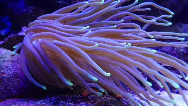 Underwater shot of sea anenome