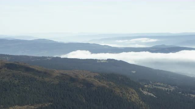Fog &amp; forest