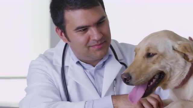 Veterinarian giving dog a checkup