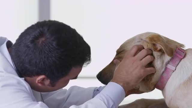 Veterinarian giving dog a checkup