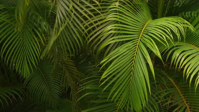 Tropical palm branches, Costa Rica. Shot on RED EPIC for high quality 4K, UHD, Ultra HD resolution.