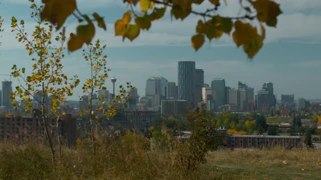 Calgary skyline with Bow Tower and leaves in foreground 4K