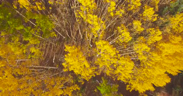 Fall Foliage #2 - San Juan Mountains
