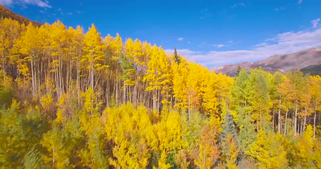 Fall Foliage #3 - San Juan Mountains