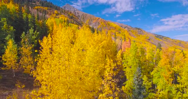 Fall Foliage #4 - San Juan Mountains
