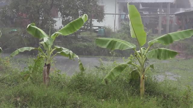Tropical Rain Storm.