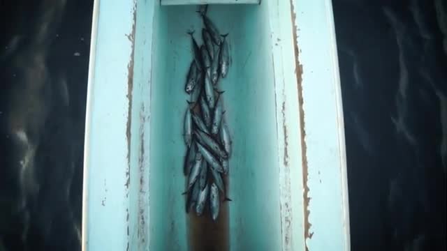 Fish Lie in Dugout Canoe