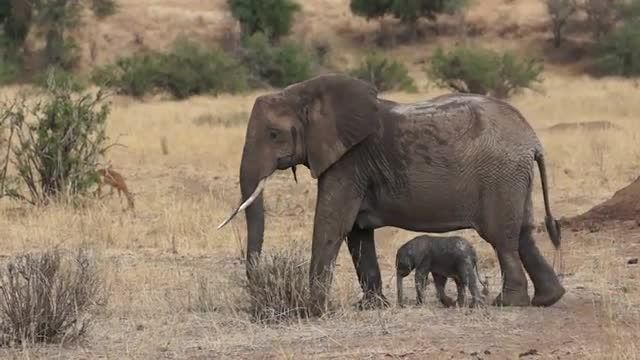 ELEPHANT MOTHER WITH CALF UNDER BELLY