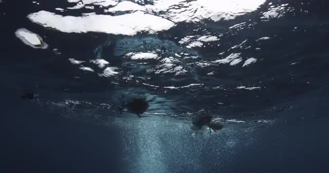 Underwater shot of seagulls sitting on ocean surface