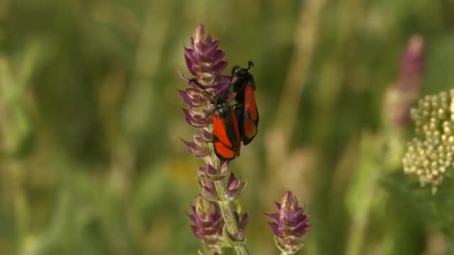 Red and Black Moths Sitting on a Plant