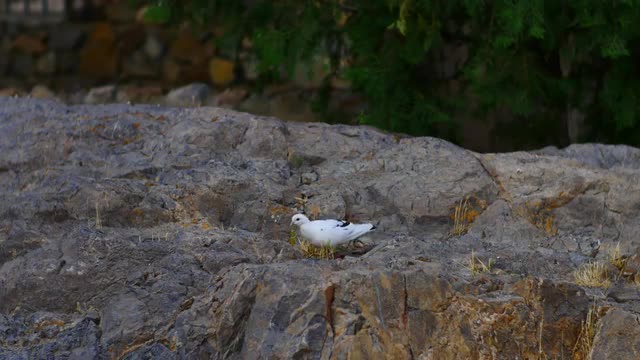 White Bird Feeding on the Rocks