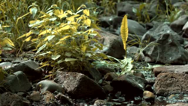 Stingy Nettles Blowing in the Wind