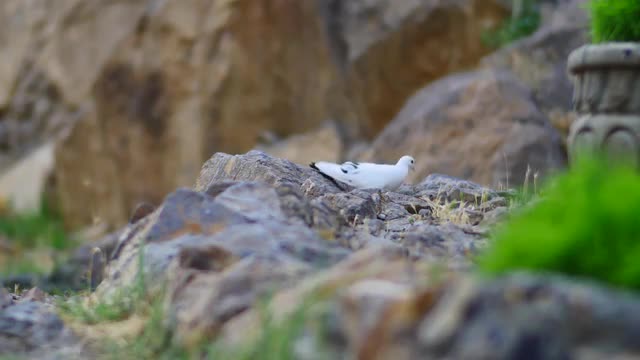 Small White Bird Feeding in the Rocks