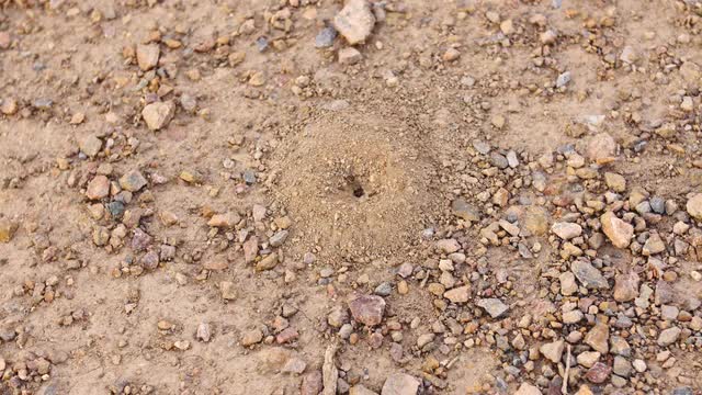 Small Ants Coming out of a Hole