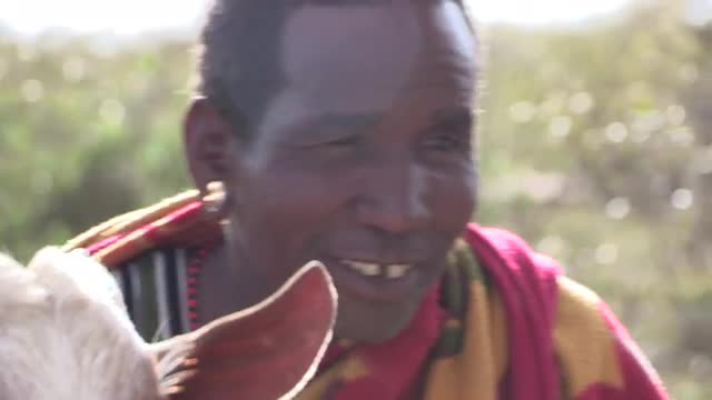 masai and goats