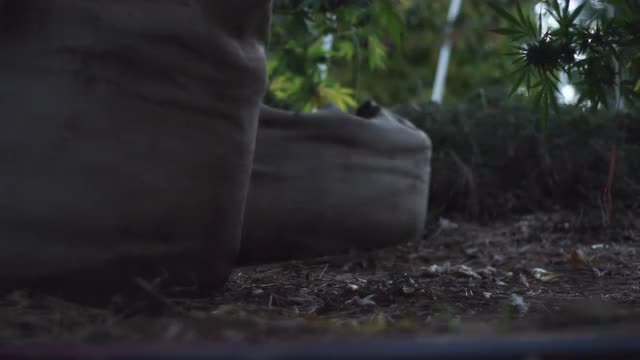 Marijuana crowing in smart pots