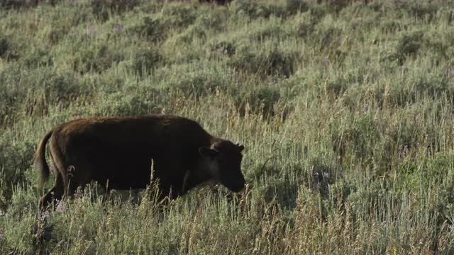 Bison calf eating and walking in a field