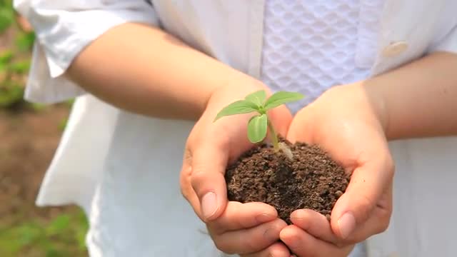 The hand raising a sprout