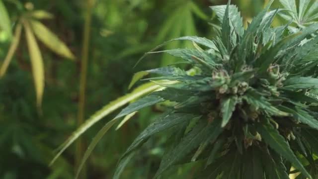 Marijuana Buds 