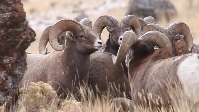 A Herd of Rams stand together and eat in a field