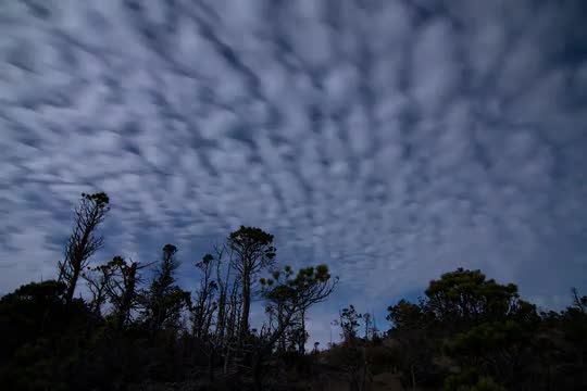 Night Timelapse with clouds and coastal forest