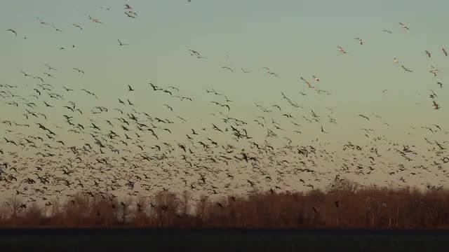 Geese flying around a cornfield