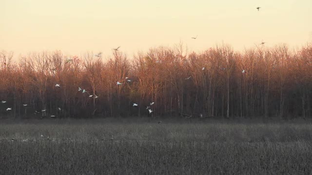 Geese flying around a cornfield