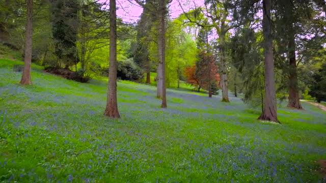 Aerial drone footage flying through bluebell woods