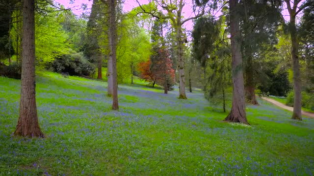 Aerial drone footage flying through bluebell woods