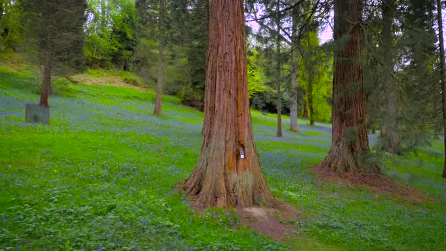 Aerial drone footage flying through bluebell woods