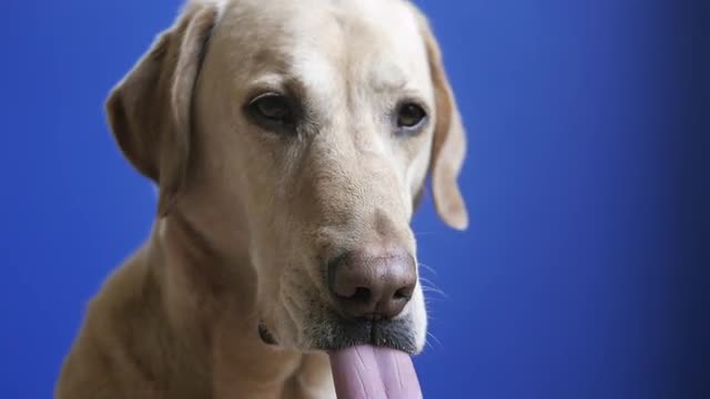 Slow motion shot of dog licking its lips.