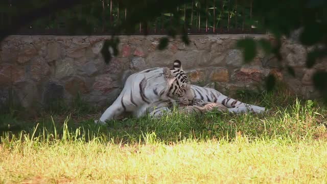 Tigress and her cubs