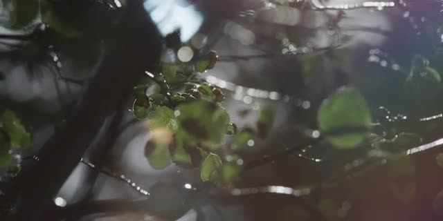 5K Windy Forest Branches_3