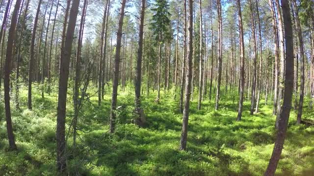 Drone Footage of Paintball match in forrest in Finland