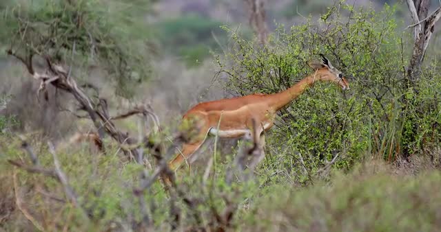 Gerenuk Antelope