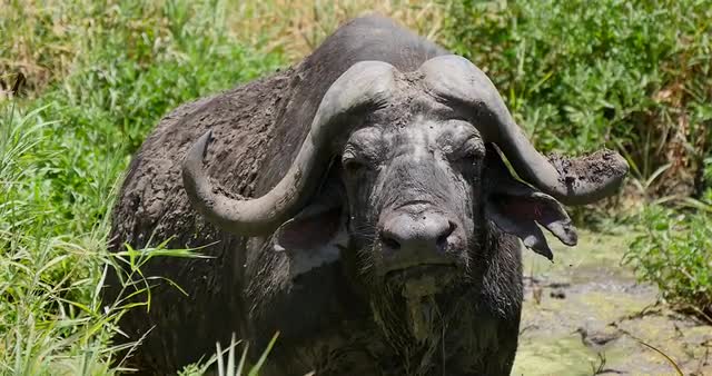 Cape Buffalo in Brush