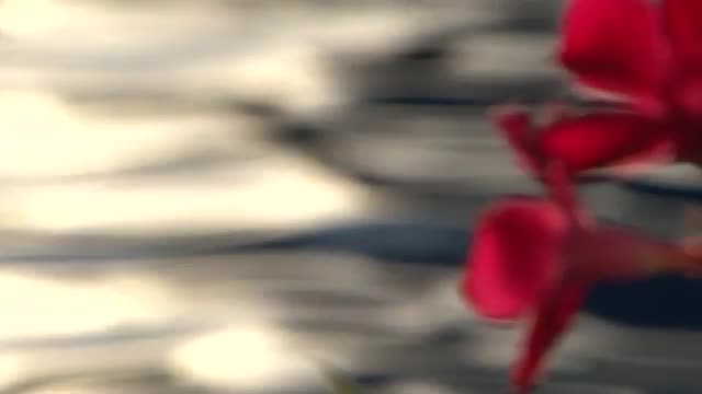 Pull focus from red flower in foreground to rippling pool water in background