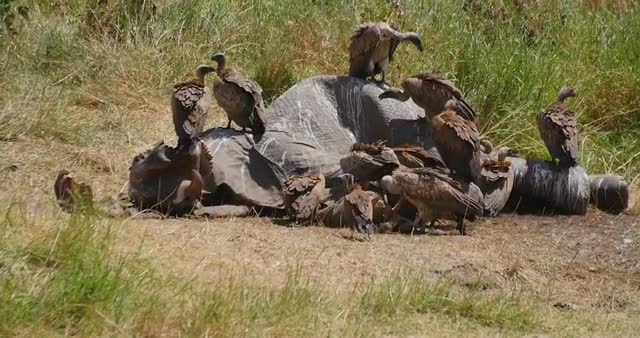 Vultures on Elephant Carcass