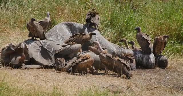 Vultures on Elephant Carcass