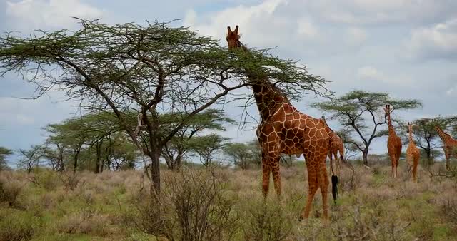 Giraffe and Acacias
