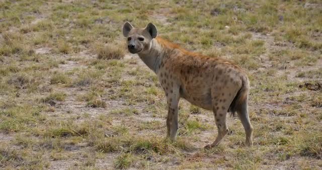Watchful Hyena