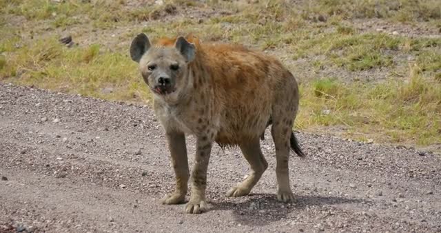 Hyena approaches