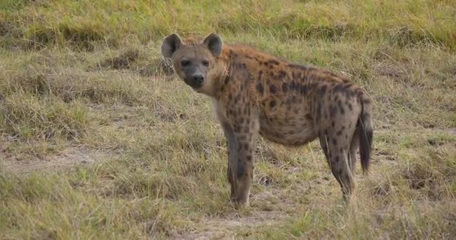 Watchful Hyena