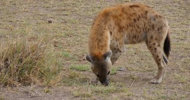 Hyena sniffs the ground