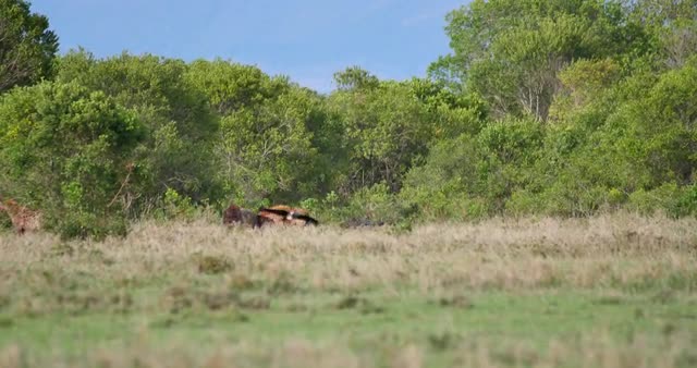 Distant Hyenas on a kill