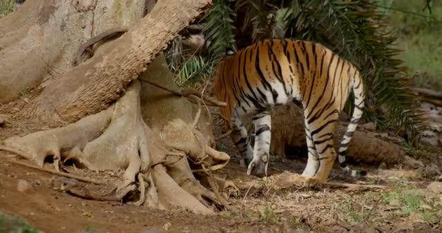 Bengal Tiger turns away