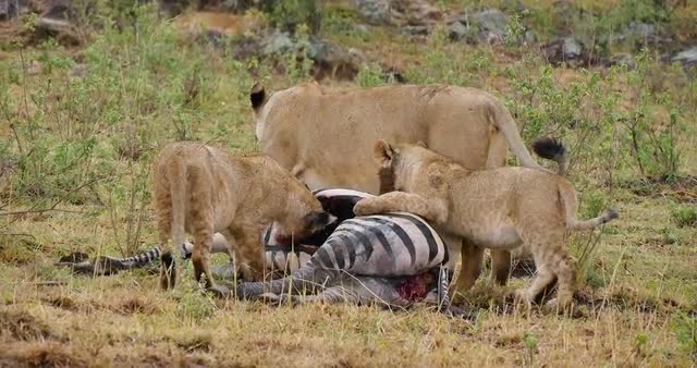 Lions feeding on Zebra Carcass