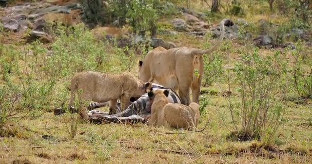 Lions feeding on Zebra Carcass