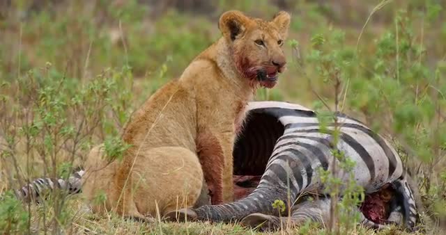 Lions feeding on Zebra Carcass