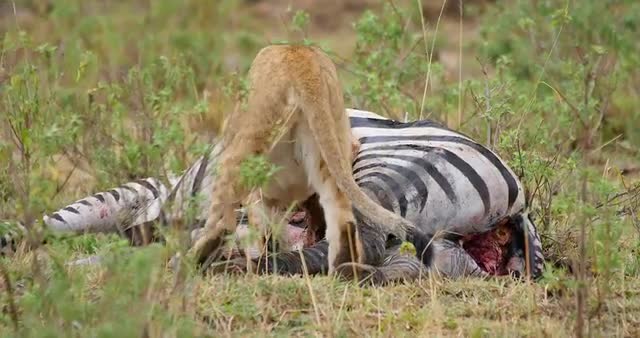 Lions feeding on Zebra Carcass